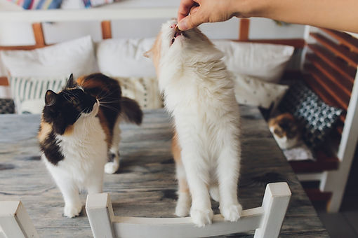 two cats being fed treats