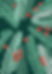 Festive Evergreen Pattern