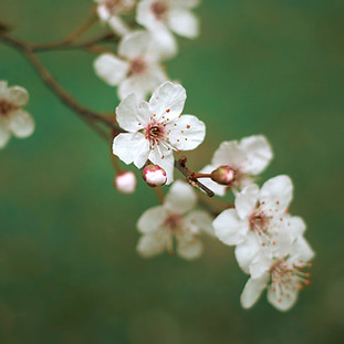 White Cherry Blossoms