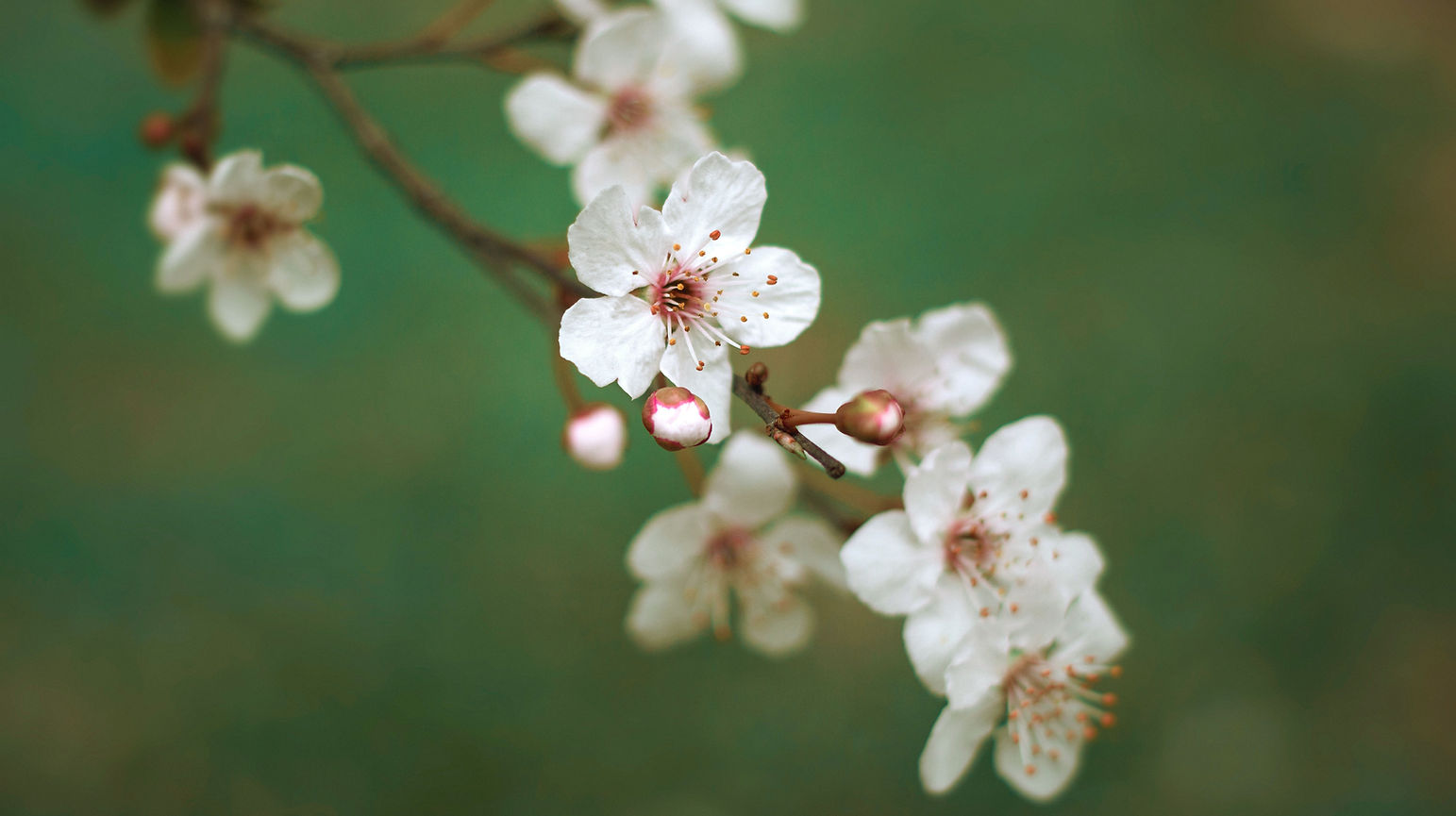 Weiße Kirschblüten