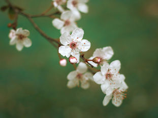 なぜ4月は「始まり」なのか？ - 明治の知恵と、江戸の春待ち心