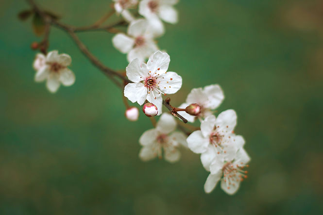 White Cherry Blossoms