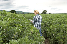 Checking the Crops
