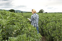 Checking the Crops