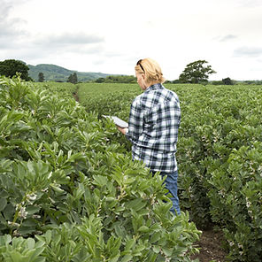Checking the Crops