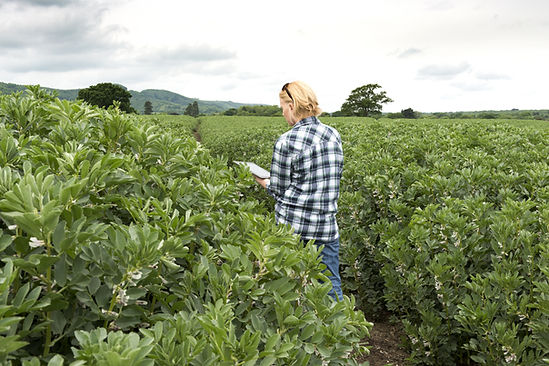 Checking the Crops