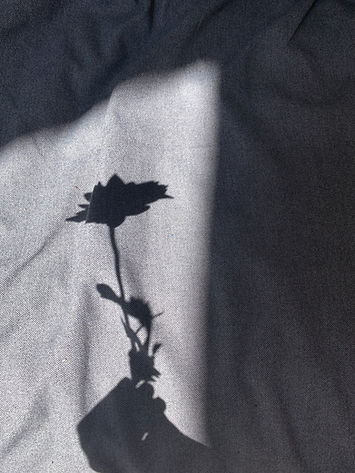 Shadow Of Flower