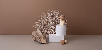 Mushrooms And Rocks