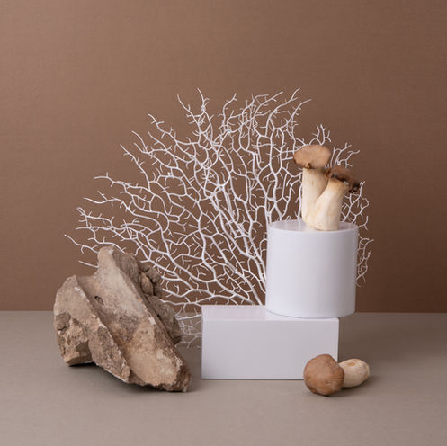 Pilze – Die vergessenen Helden der Natur: Von Myzelien bis zur modernen Mykotherapie
