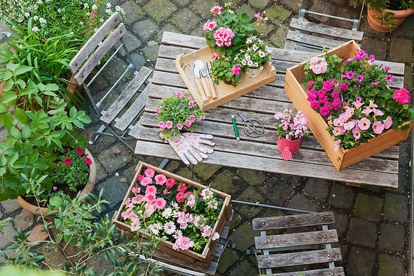 Gardening, planting of summer flowers, rosy and pink colour selection, Petunien (Petunia),