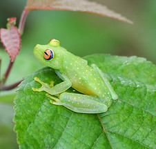 rana