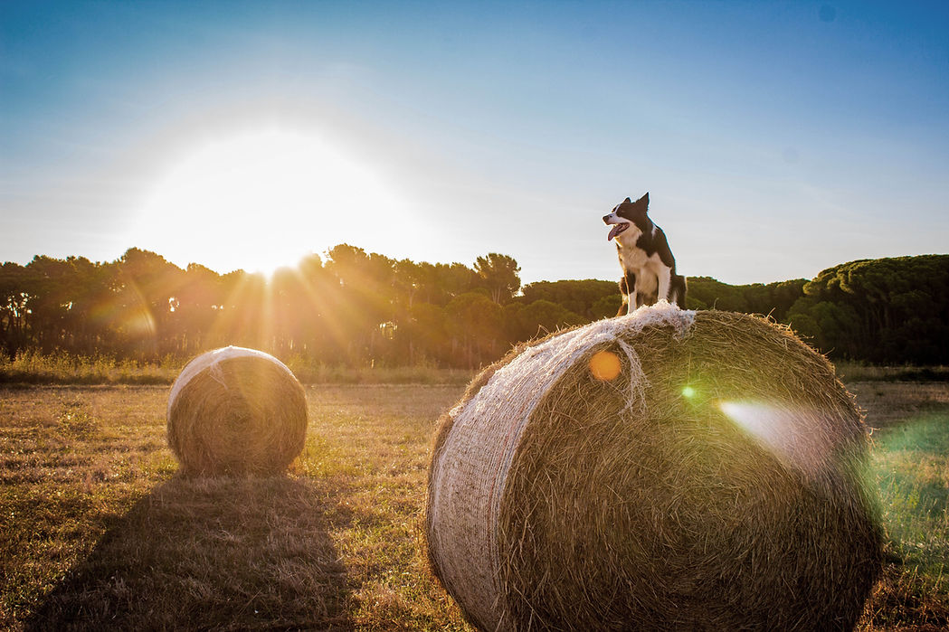 Chien sur une botte de foin