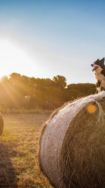 Harvesting Stability: How Hedging can Help Farmers Secure Profits, Manage Costs, and Plan Ahead