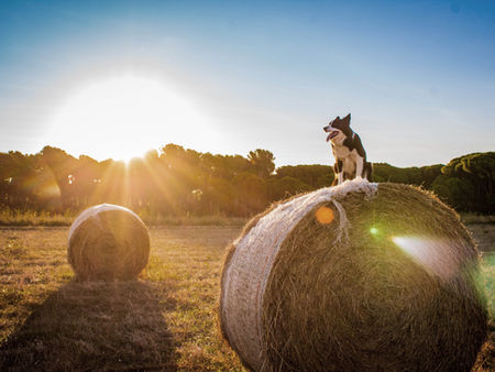 Want to Spend Less on Feed?