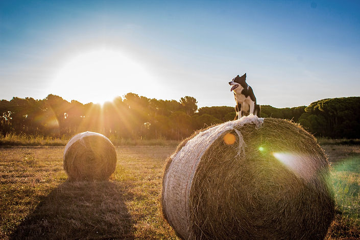 Chien à la ferme