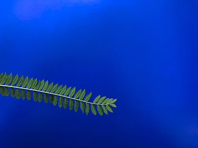 Feuille verte sur fond bleu