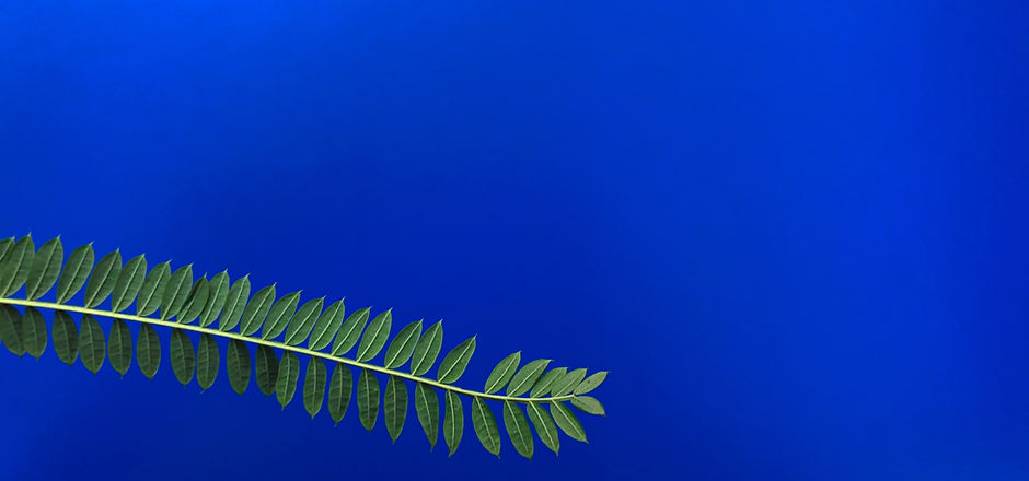Leaves