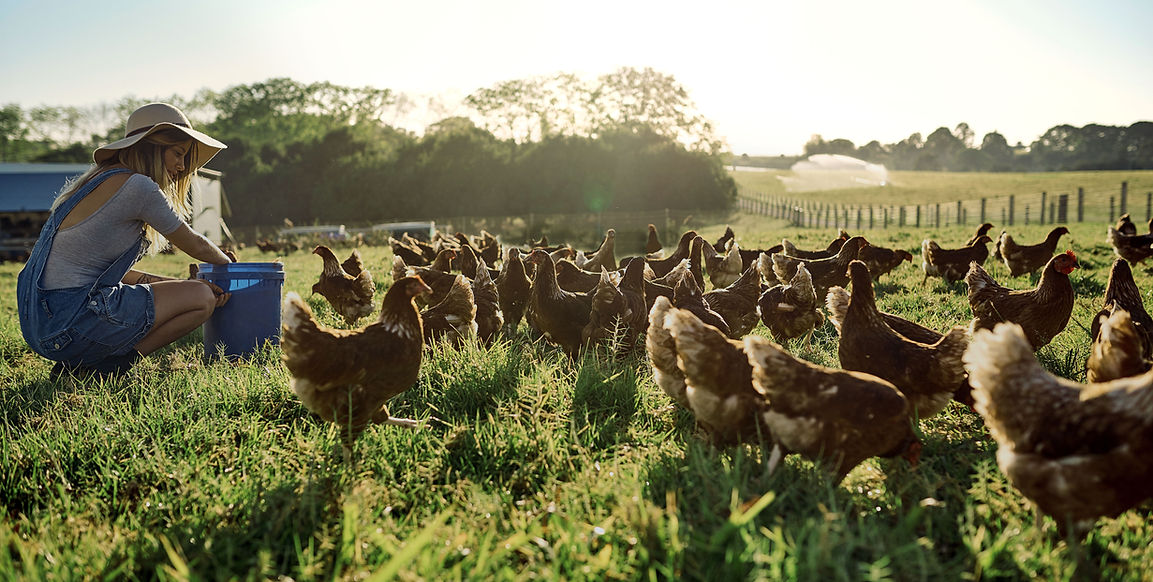 Healthy laying hens on ChickenKoop Fresh bedding, supporting improved egg production yield and reducing disease risks
