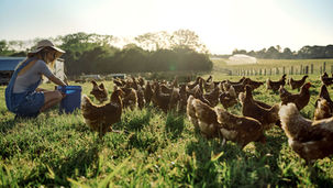 Young farmer tending to her flock of chickens.