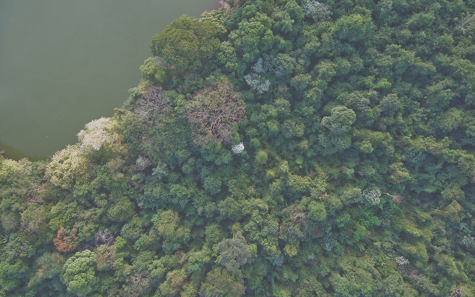 Flyfoto av skogen
