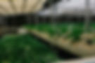 cultivation