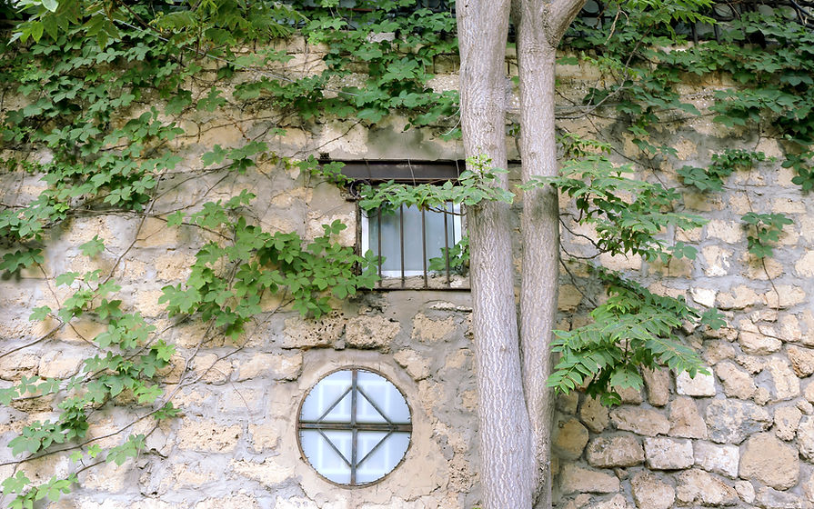Climbing Plants on Stone Wall