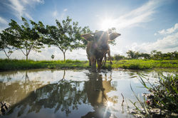 Buffalo in Lake