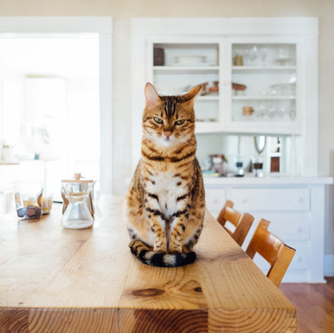 A kitten resting at home, representing common habits that can unintentionally teach bad behaviour.