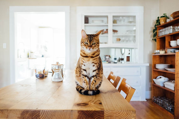 Chat sur une table