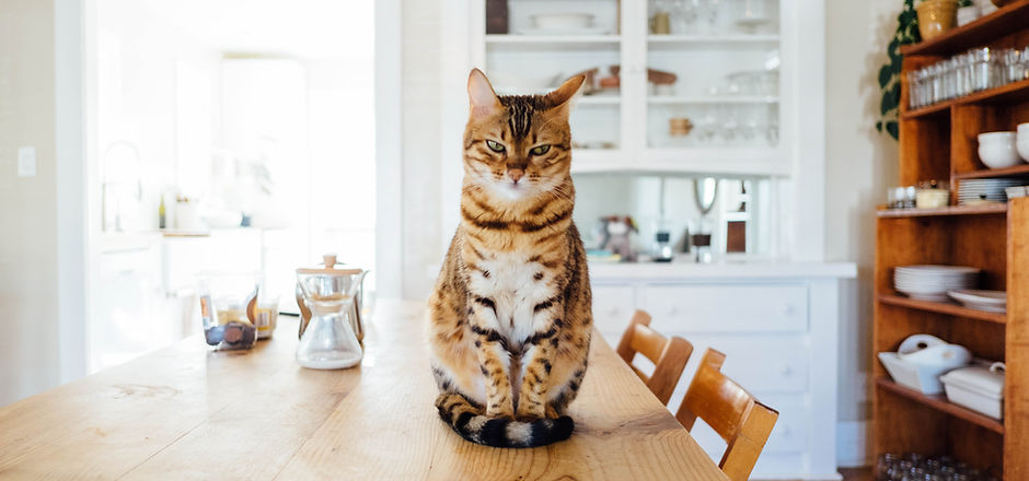 Cat on a table