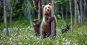 Brown Bear Mother and Cubs