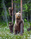 Des ours dans la forêt