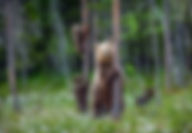 Brown Bear Mother and Cubs