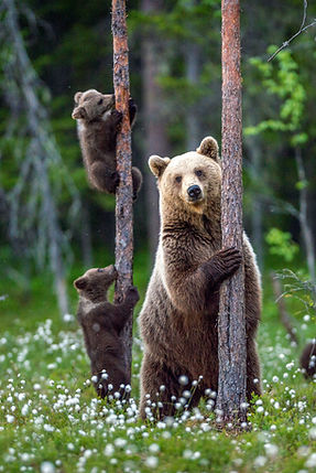 Brown Bear Mother and Cubs