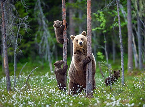 Bears in Forest
