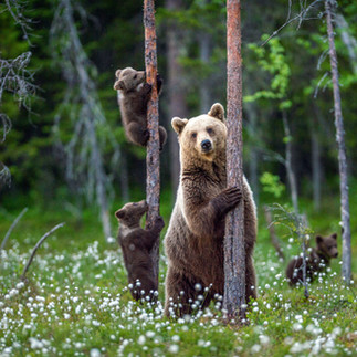 Momma Girzzly Bear with cubs climbing a tree