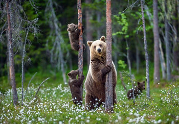 Bear Aware