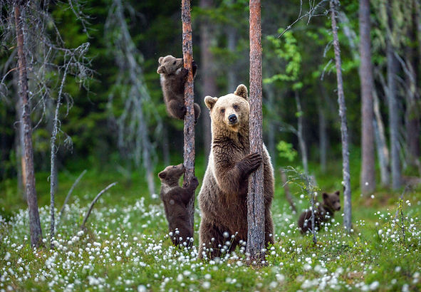Brown Bear Mother and Cubs