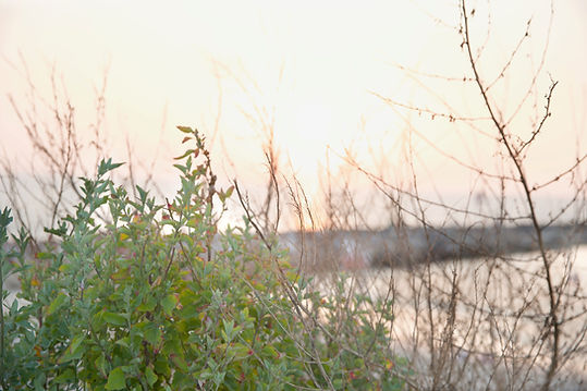 Sunset Through Foliage