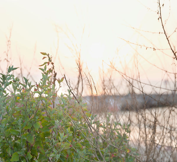 Sunset Through Foliage