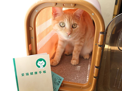 猫も定期健診