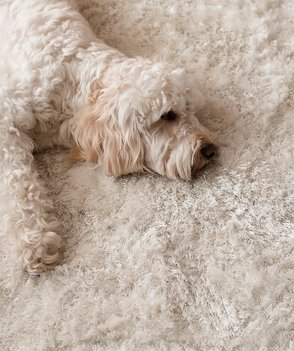 Dog Relaxing on Rug