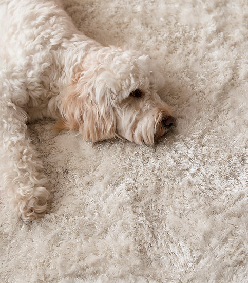Dog on Carpet