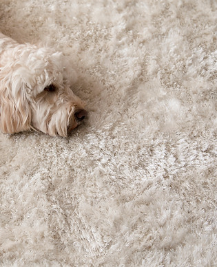 Dog Relaxing on Rug