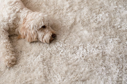 Pet Stains & Odor Removal