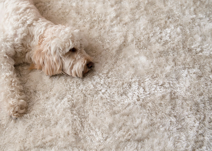 Dog Relaxing on Rug