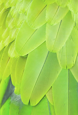 Neon Feathers