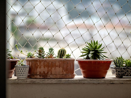 City Plants