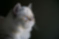 Ernsthafte Katze