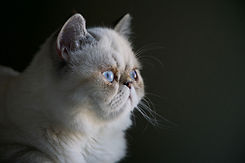Serious Cat
